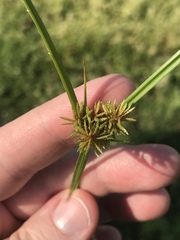 Cyperus setigerus