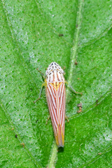 Graphocephala aurora