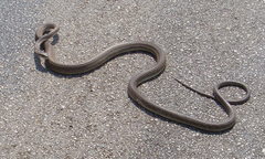 Dendroaspis polylepis