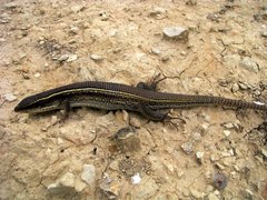 Gerrhosaurus multilineatus