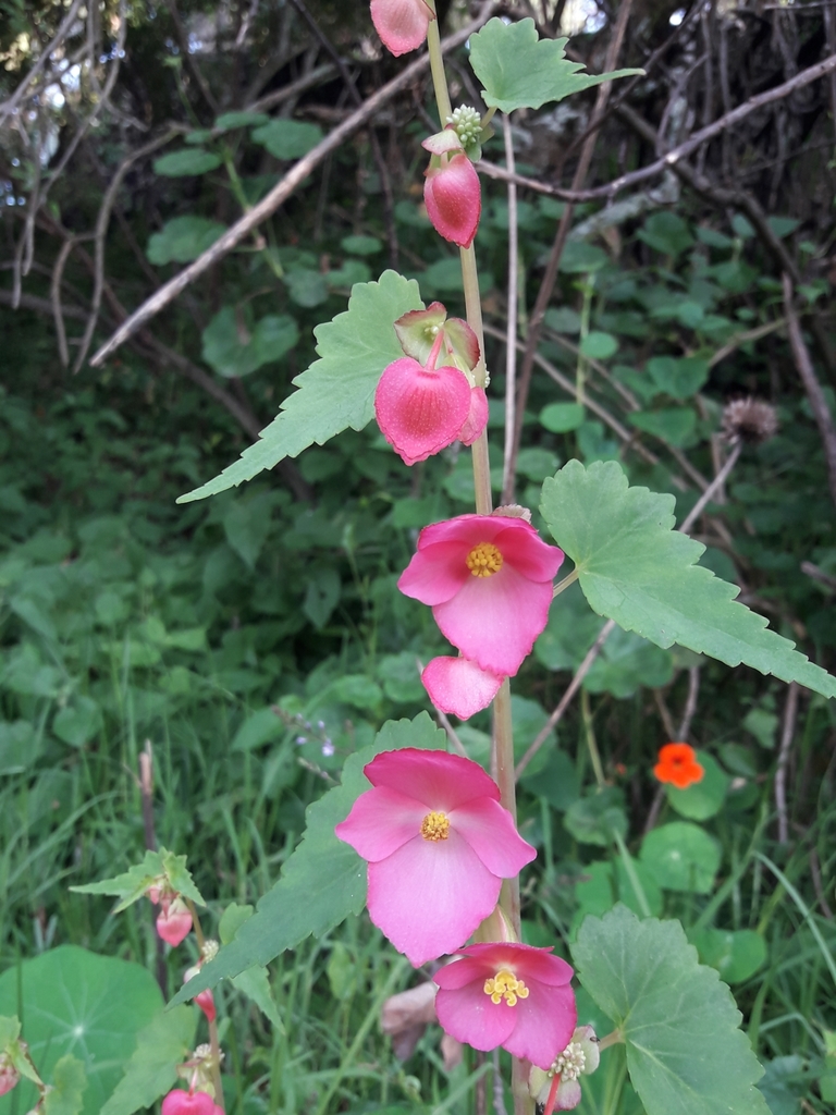 Ala de Ángel (Begonia gracilis) · NaturaLista Mexico