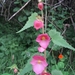 Hollyhock Begonia - Photo (c) Luis Correa, some rights reserved (CC BY), uploaded by Luis Correa