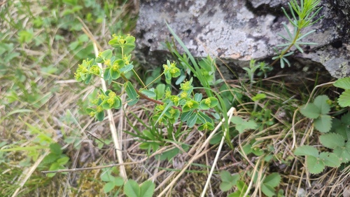 alpine spurge (Euphorbia alpina)