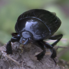 Margarinotus