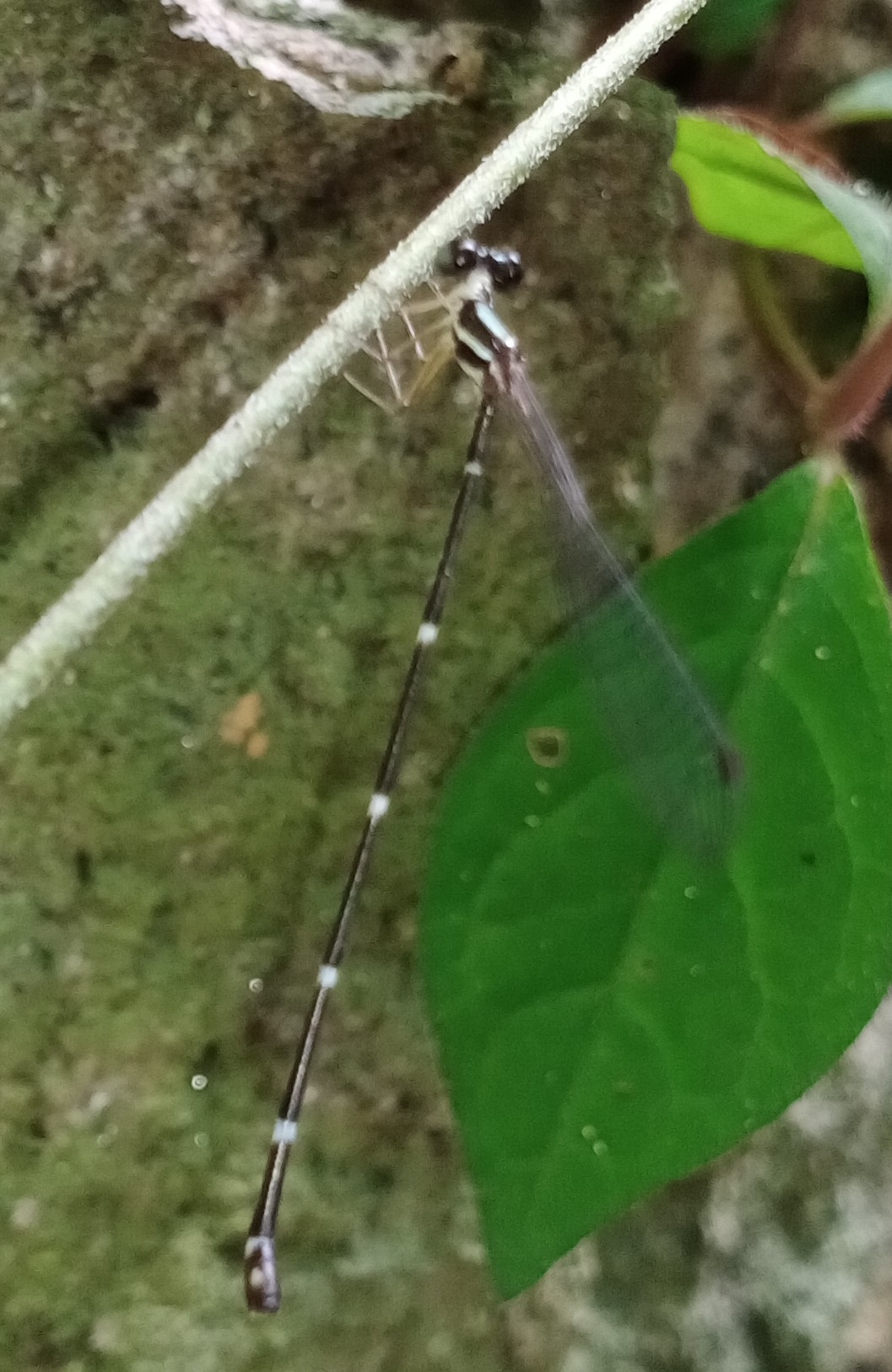 Pied Shadowdamsel