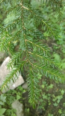 Picea orientalis