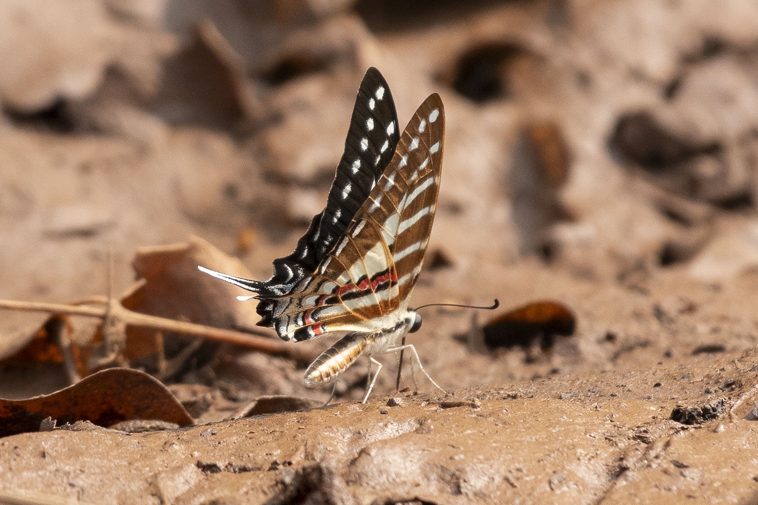 Spot Swordtail