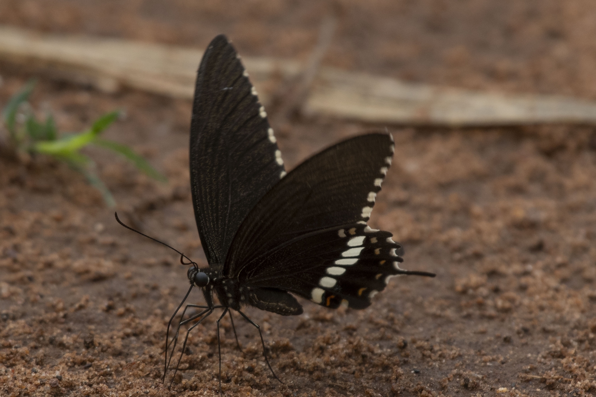 Common Mormon