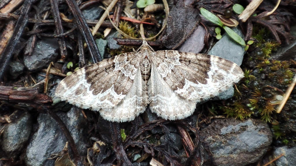 Nebula serpentinata