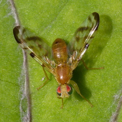 Acidia cognata