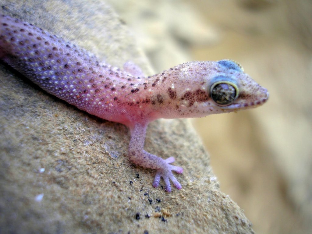 Angola Large-Scaled Gecko