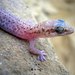 Angolan Thick-toed Gecko - Photo (c) Octávio Mateus, some rights reserved (CC BY-NC), uploaded by Octávio Mateus