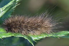 Phragmatobia