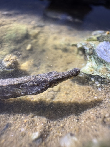 Freshwater pipefish (Ichthyocampus carce) — Syngnathidae — 3