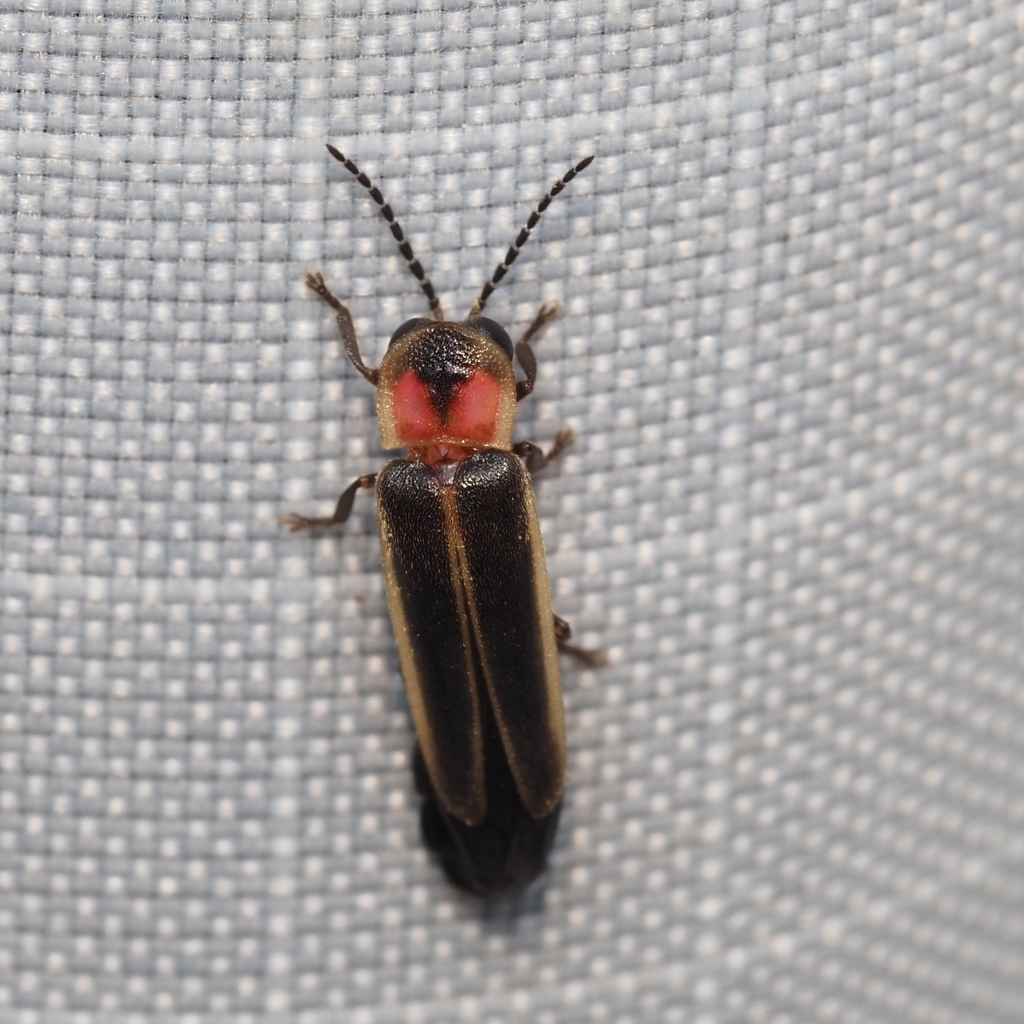Two-step Flasher Firefly