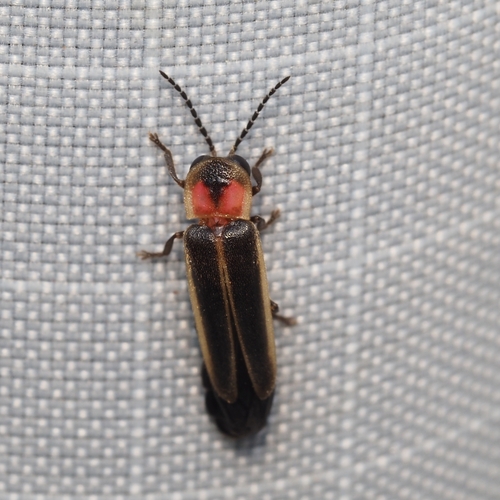 Two-step Flasher Firefly