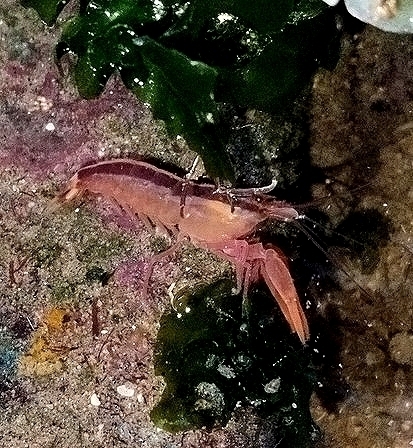 Alpheus splendidus observed 2025-04-28