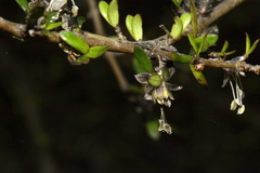 Coprosma propinqua propinqua