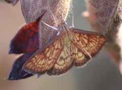 Ecpyrrhorrhoe rubiginalis