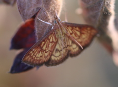 Ecpyrrhorrhoe rubiginalis