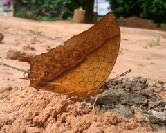 Charaxes varanes vologeses