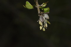 Coprosma propinqua propinqua