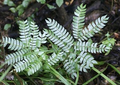 East African Albizia (Albizia gummifera)