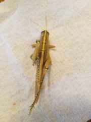 Schistocerca alutacea
