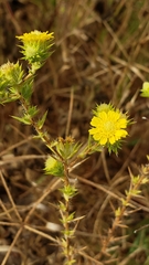 Centromadia fitchii