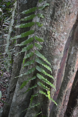 Percussed Angle-vein Fern (Goniophlebium percussum)