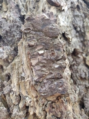 Propolis leonis