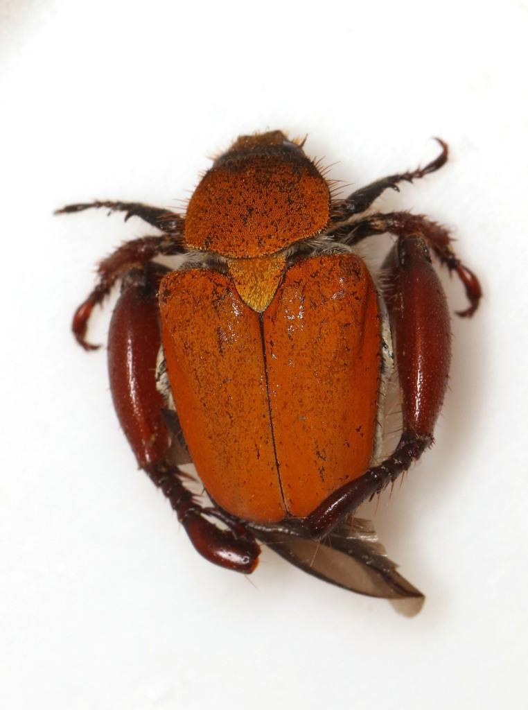 Scelophysa