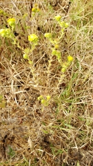 Centromadia fitchii