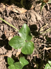 Hepatica americana