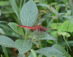 Crocothemis servilia