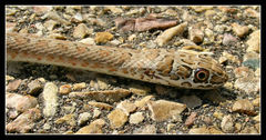 Psammophis leopardinus