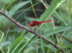 Crocothemis servilia