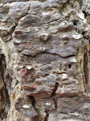 Propolis leonis
