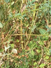 Melanoplus marginatus