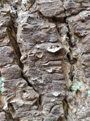 Propolis leonis