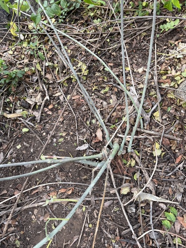 Adenia fruticosa