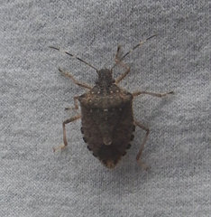 Halyomorpha halys