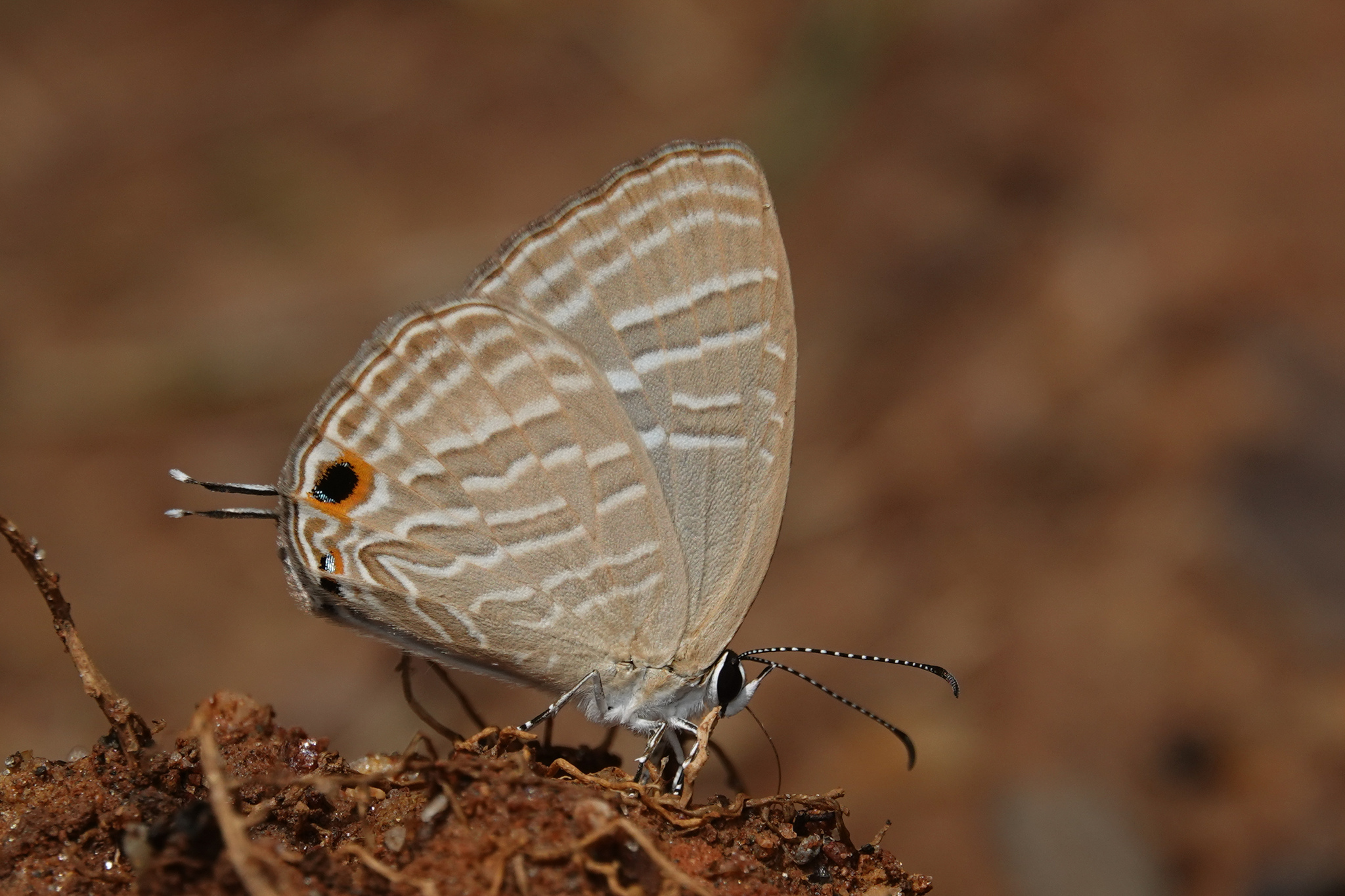 Common Cerulean