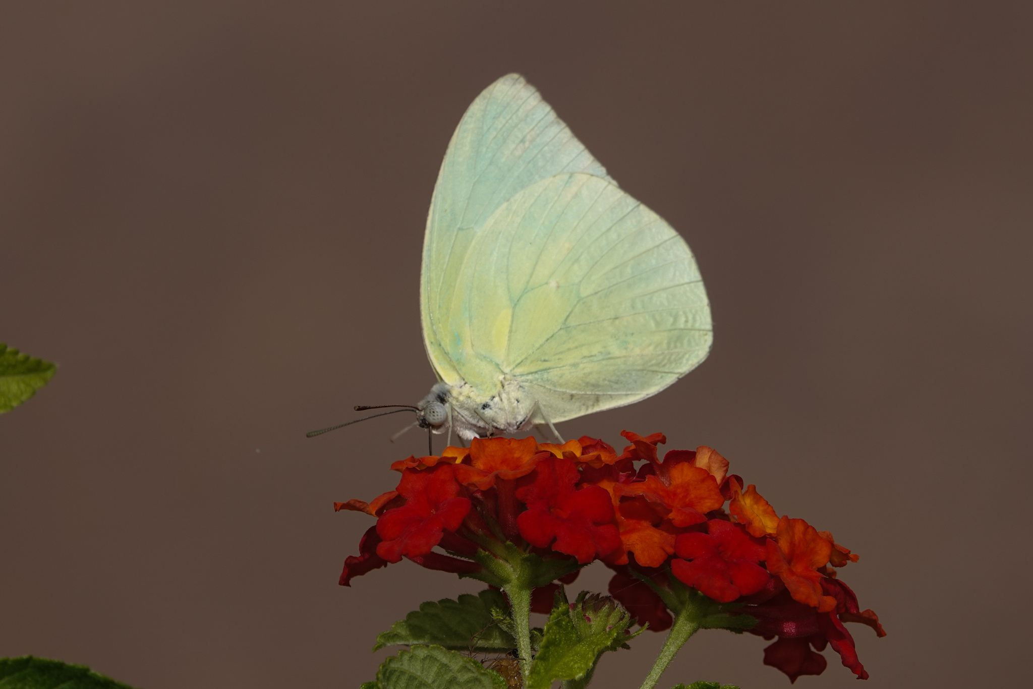 Lemon Emigrant