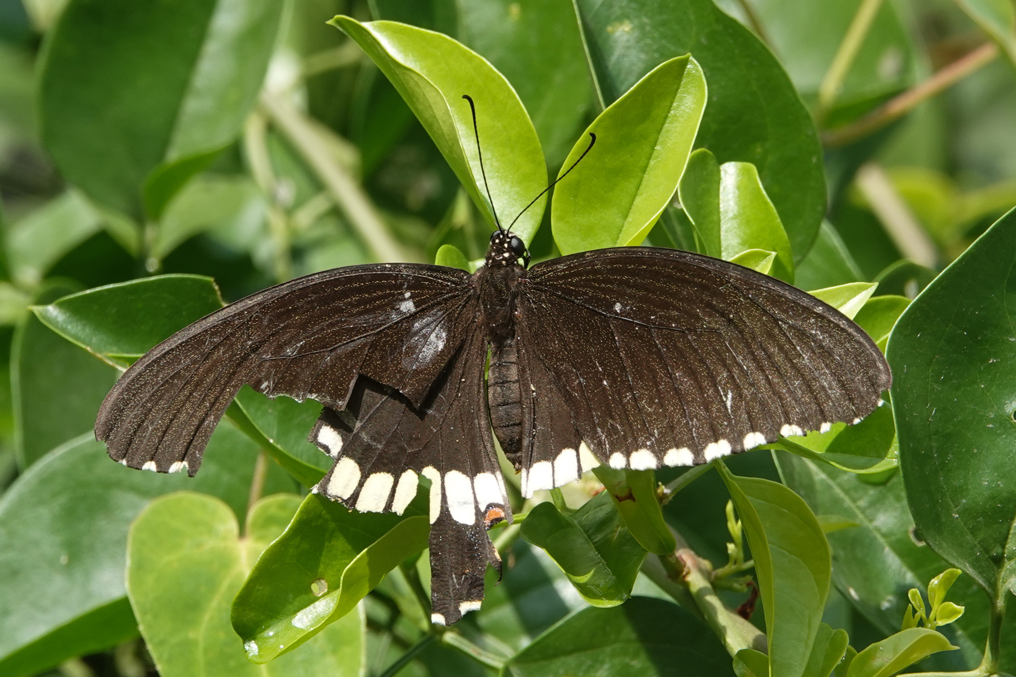 Common Mormon