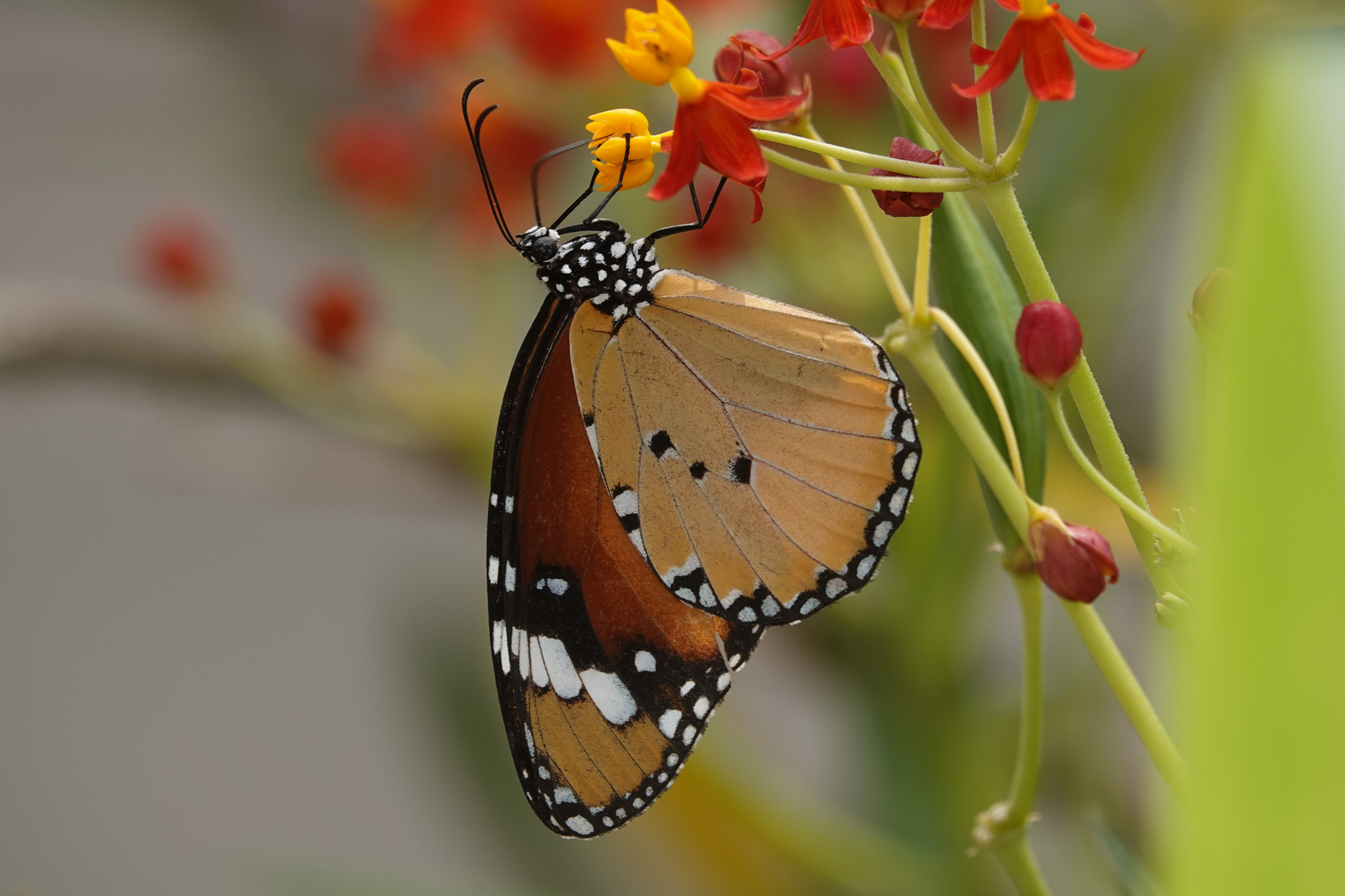 Plain Tiger
