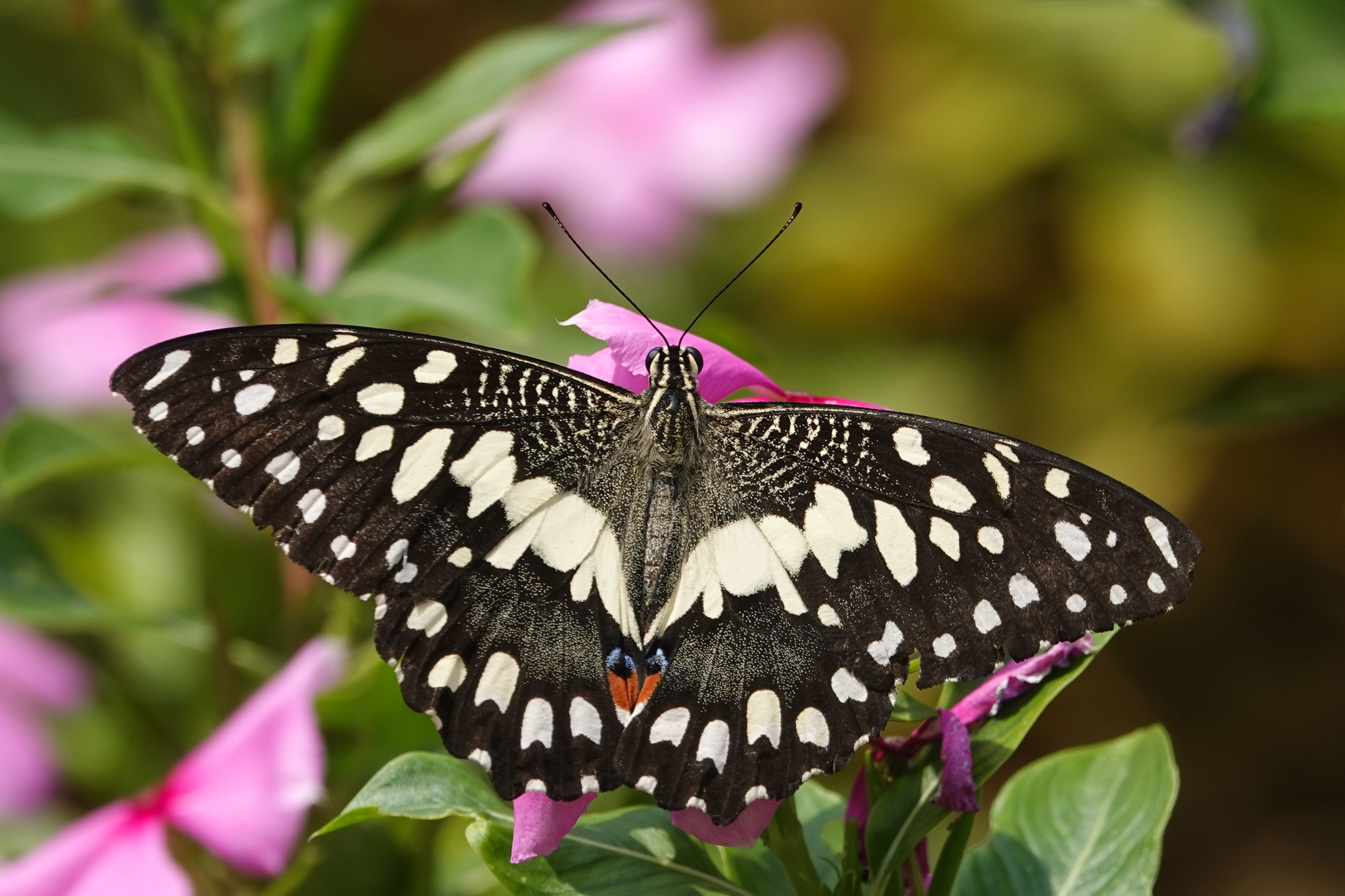 Lime Swallowtail