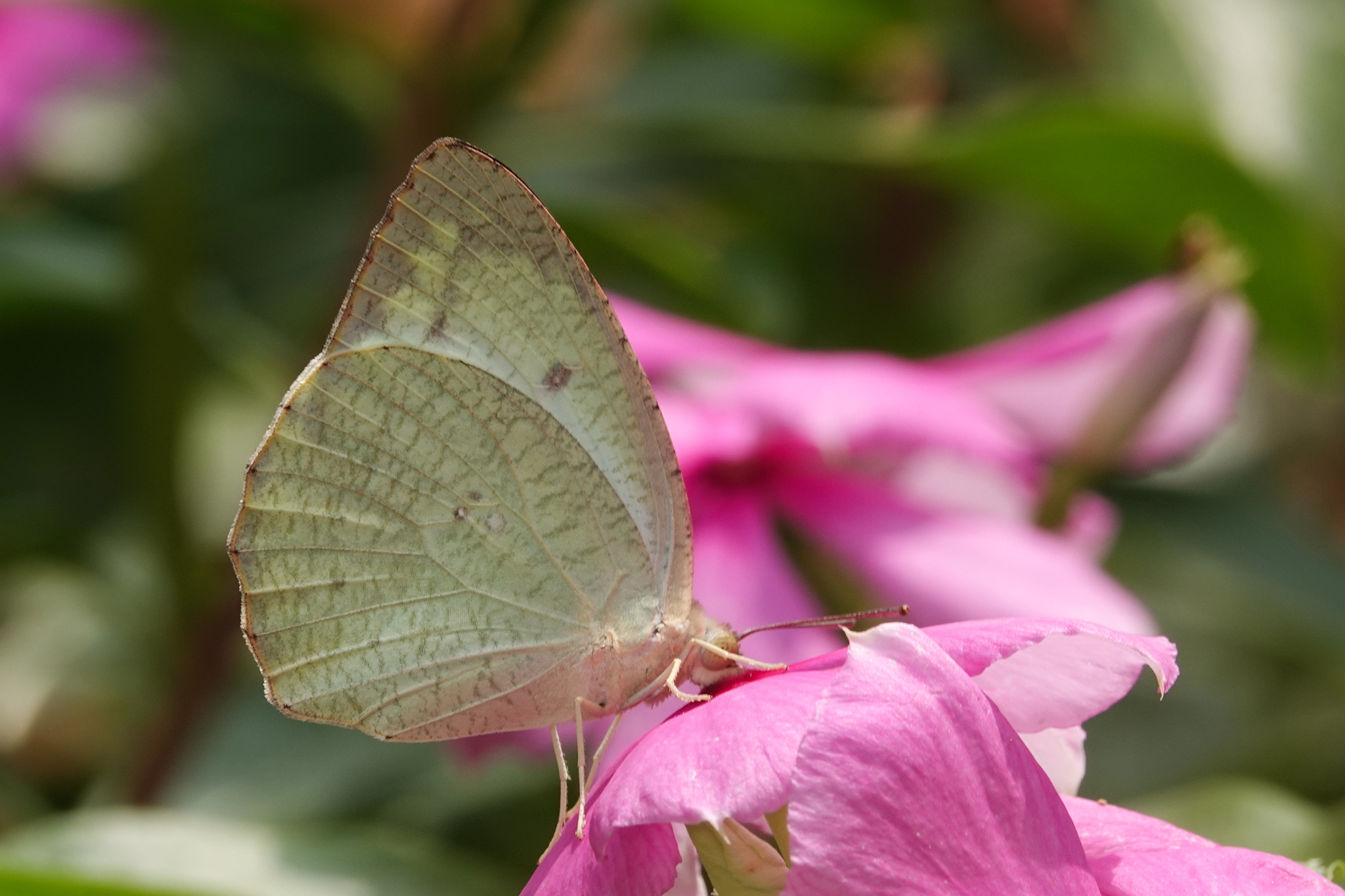 Mottled Emigrant