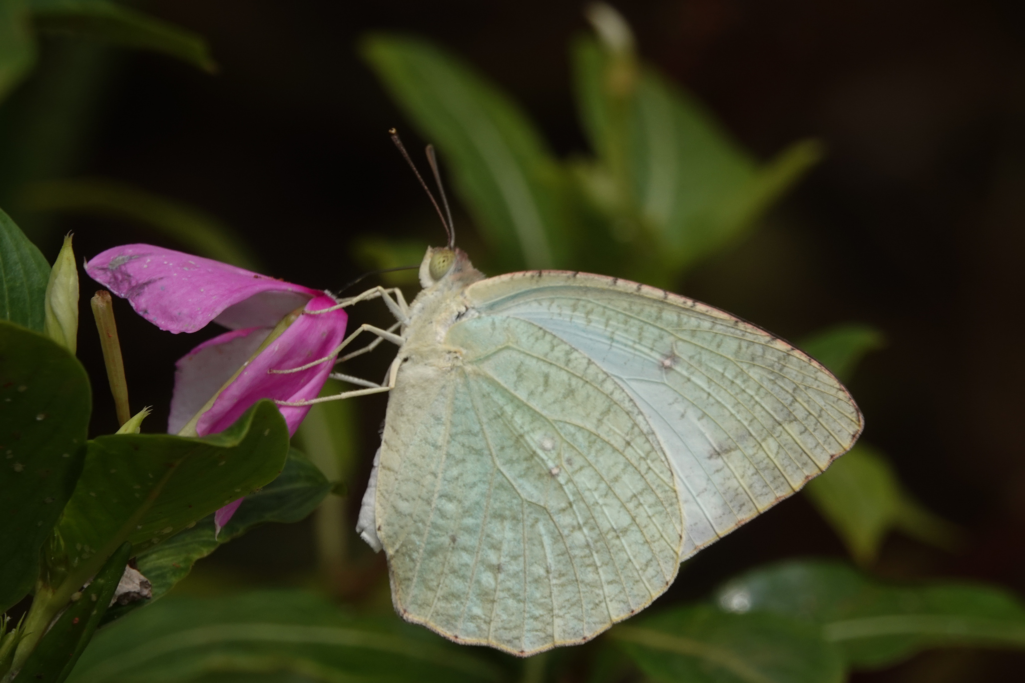Mottled Emigrant