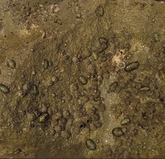 Acanthopleura